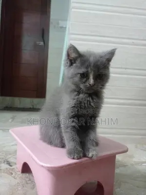 1-3 Months Female Mixed Breed Persian