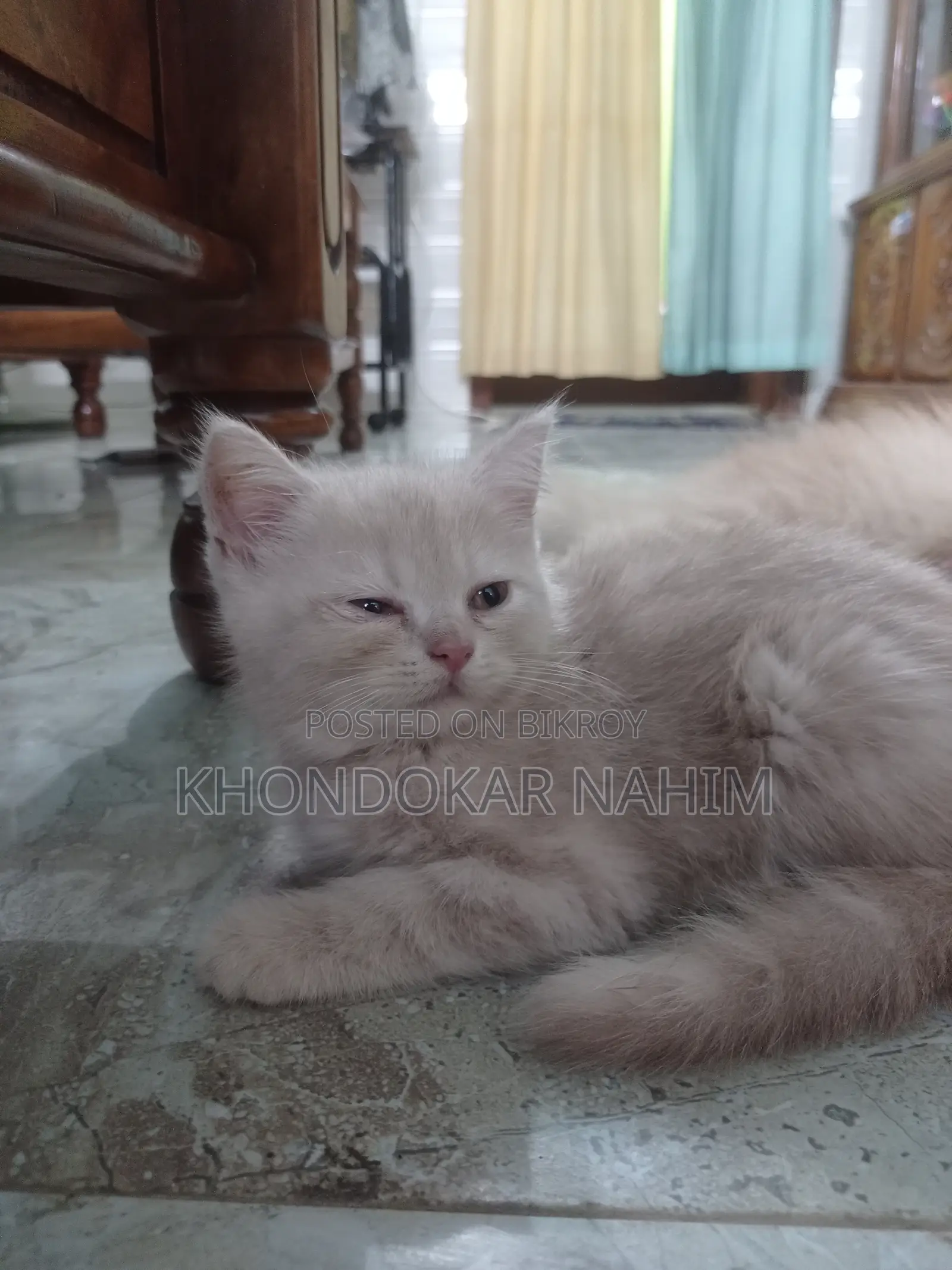 1-3 Months Female Mixed Breed Persian
