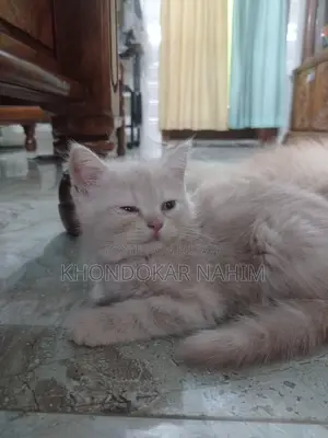 1-3 Months Female Mixed Breed Persian