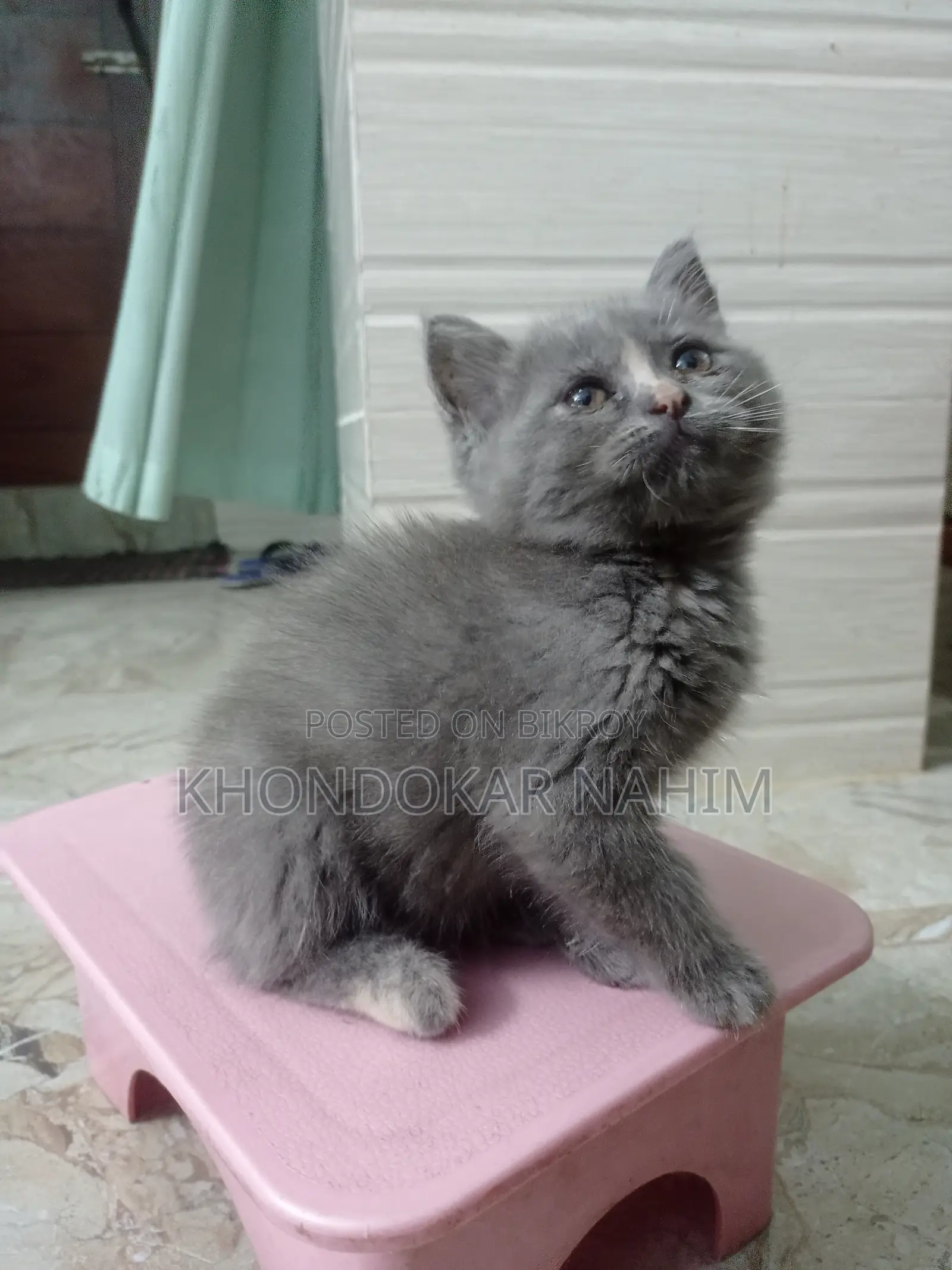 1-3 Months Female Mixed Breed Persian