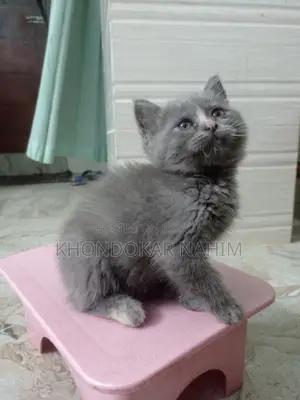 1-3 Months Female Mixed Breed Persian