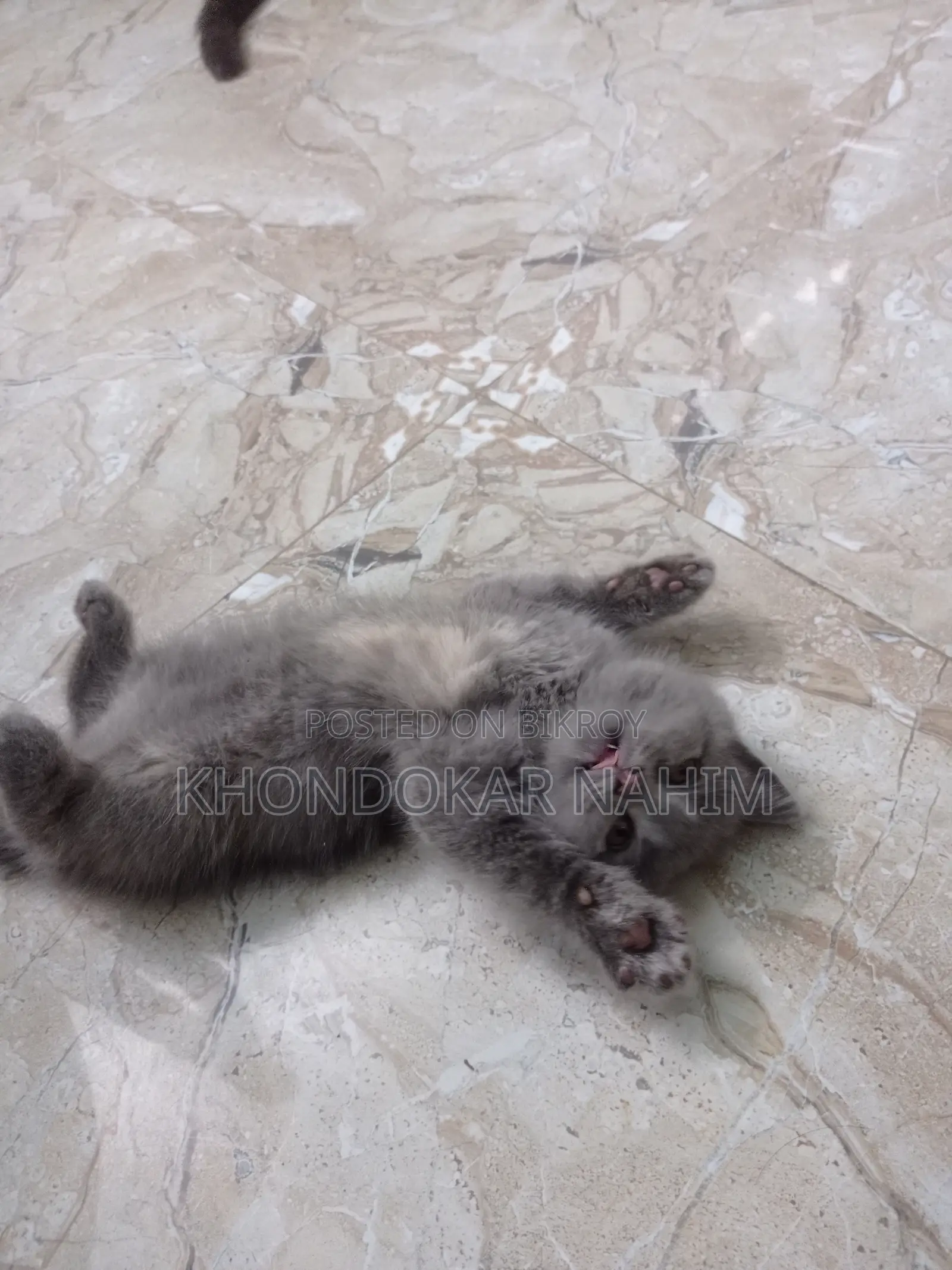 1-3 Months Female Mixed Breed Persian