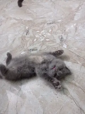 1-3 Months Female Mixed Breed Persian