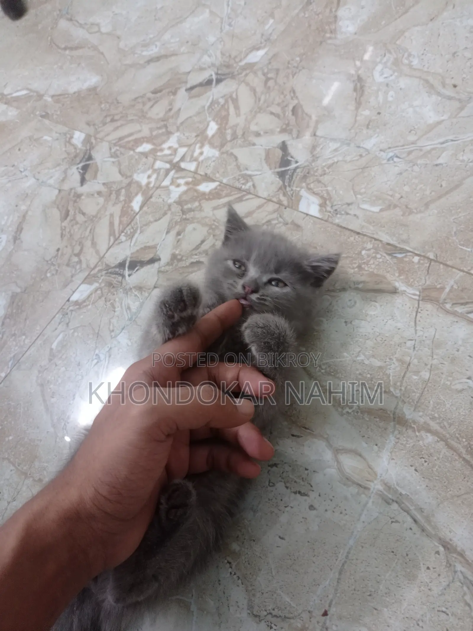 1-3 Months Female Mixed Breed Persian