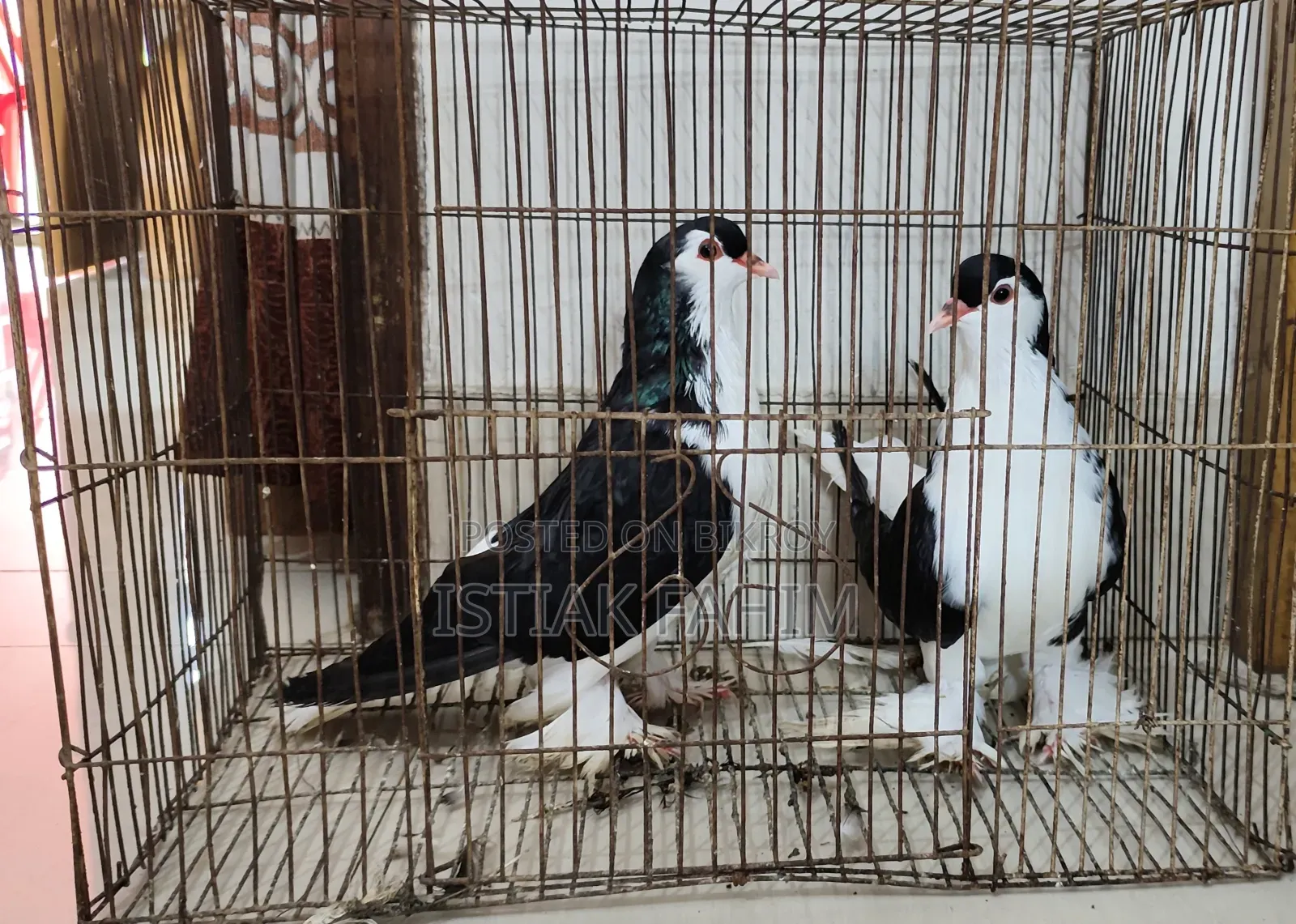 A pair of beautiful (Lahori) pigeons for sale.
