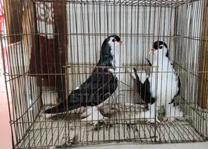 A pair of beautiful (Lahori) pigeons for sale.