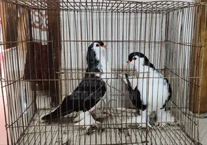 A pair of beautiful (Lahori) pigeons for sale.