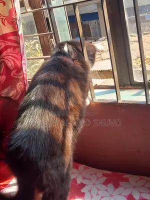 1+ Year Female Mixed Breed Persian