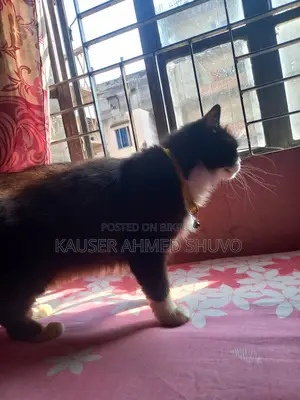 1+ Year Female Mixed Breed Persian
