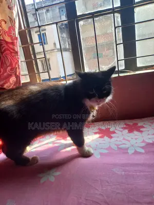 1+ Year Female Mixed Breed Persian