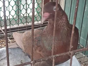 এক জোড়া Breding Adult Kobutor বিক্রি করা হবে!