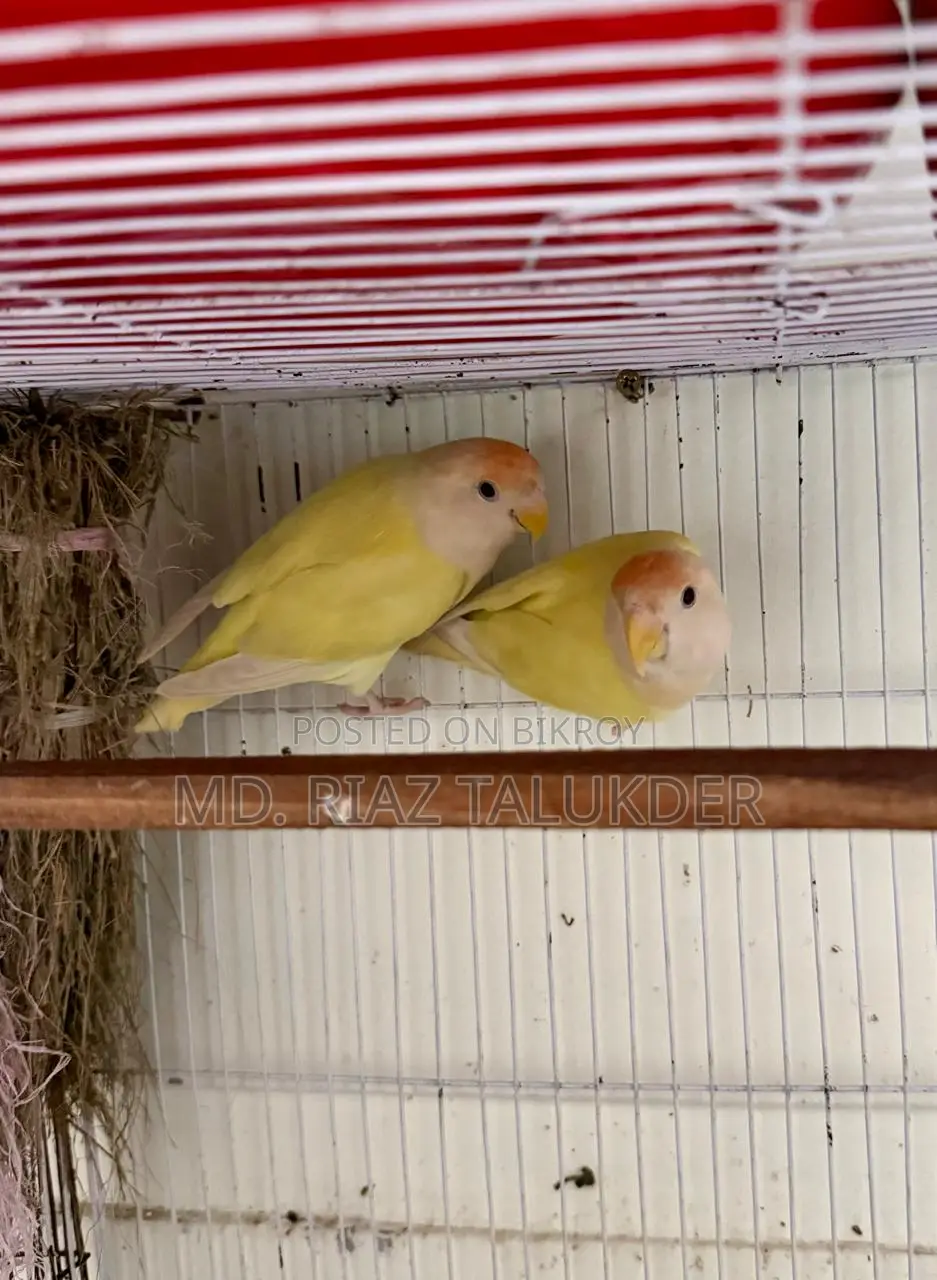 Crimino Love Bird (Red Eye)