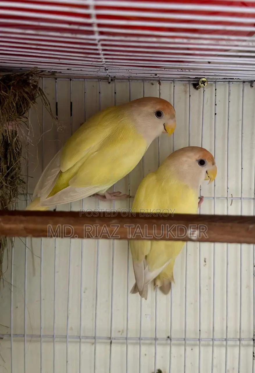 Crimino Love Bird (Red Eye)