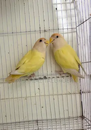 Crimino Love Bird (Red Eye)
