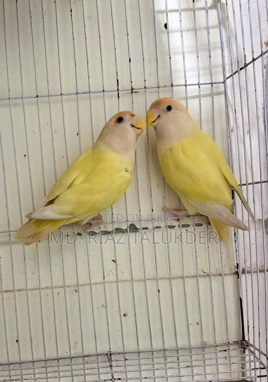 Crimino Love Bird (Red Eye)