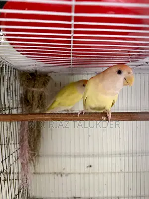 Crimino Love Bird (Red Eye)