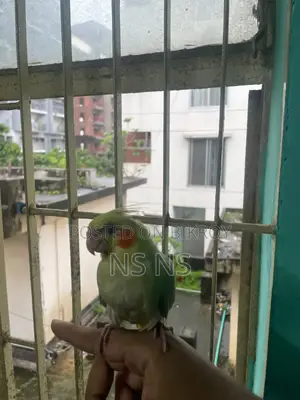 Cockatiel Bird Tame Self Feed Hand Feed