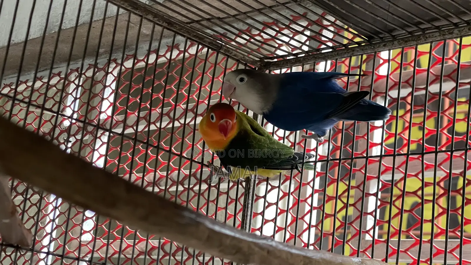 লাভবার্ড ব্রিডিং পেয়ার