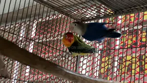 লাভবার্ড ব্রিডিং পেয়ার