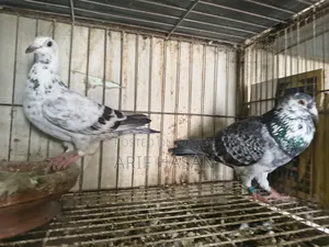 রেসার কবুতর রানিং জোড়া