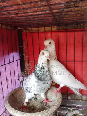 এডাল্ট কবুতর