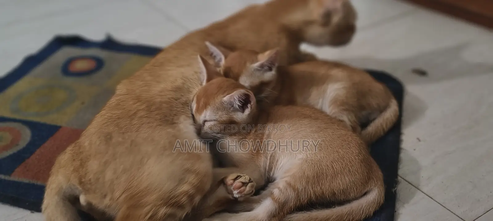 1-3 Months Male Mixed Breed Abyssinian