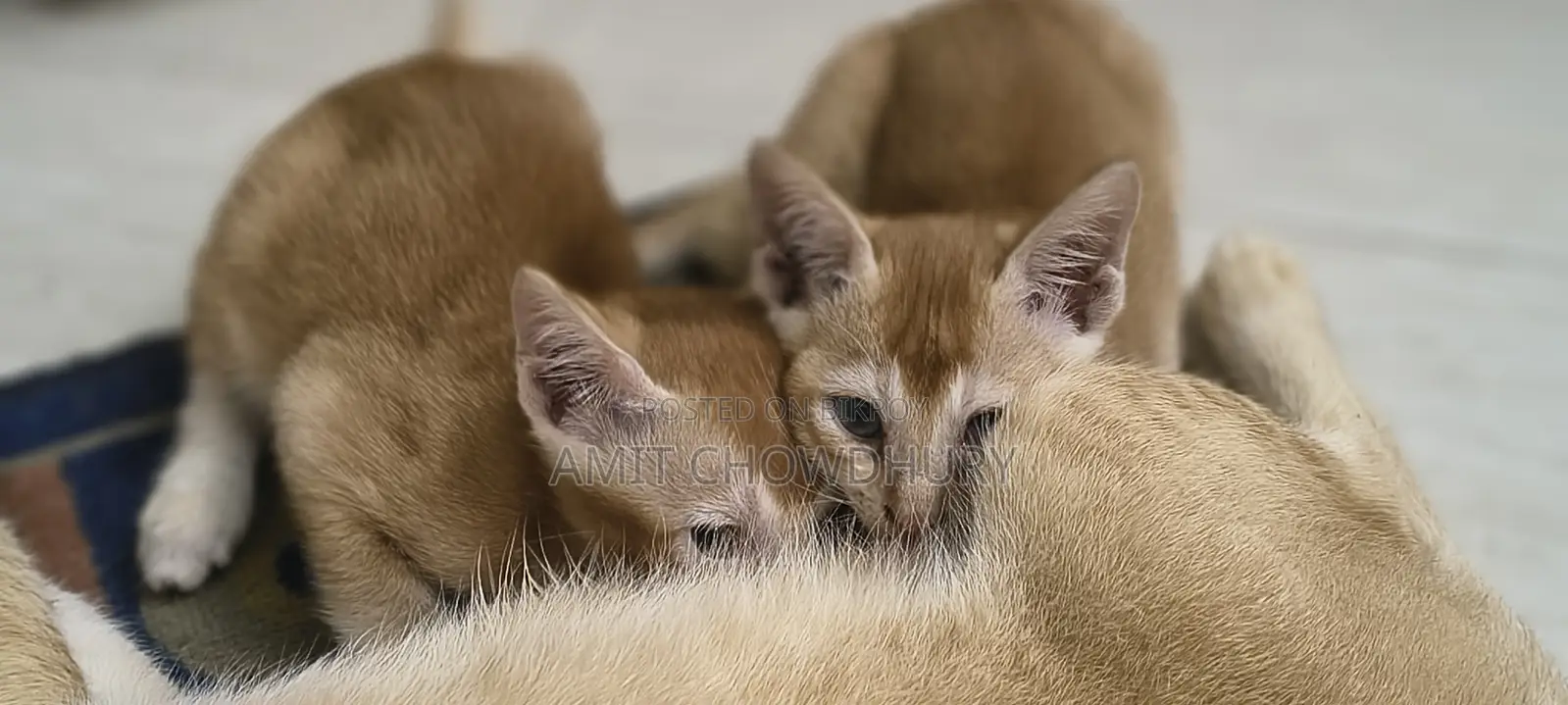 1-3 Months Male Mixed Breed Abyssinian