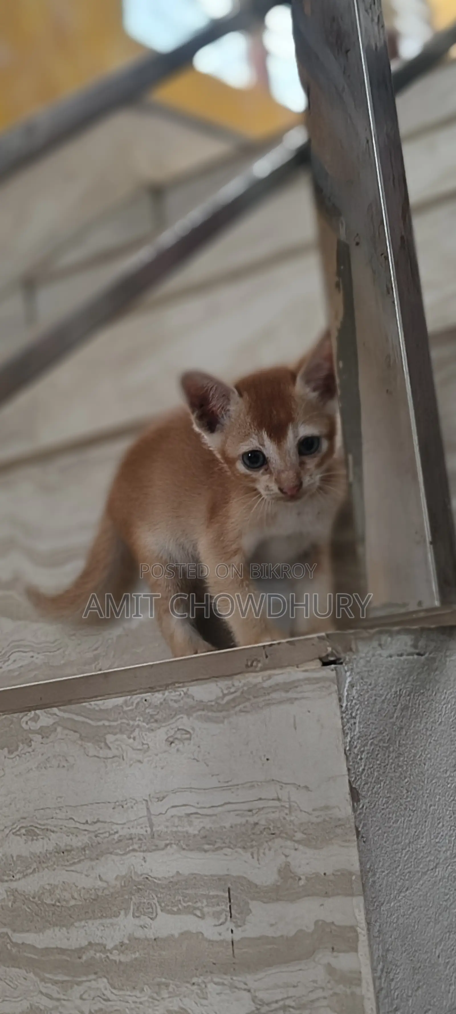 1-3 Months Male Mixed Breed Abyssinian