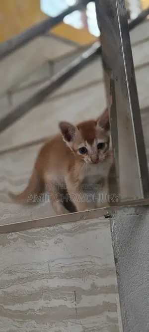 1-3 Months Male Mixed Breed Abyssinian