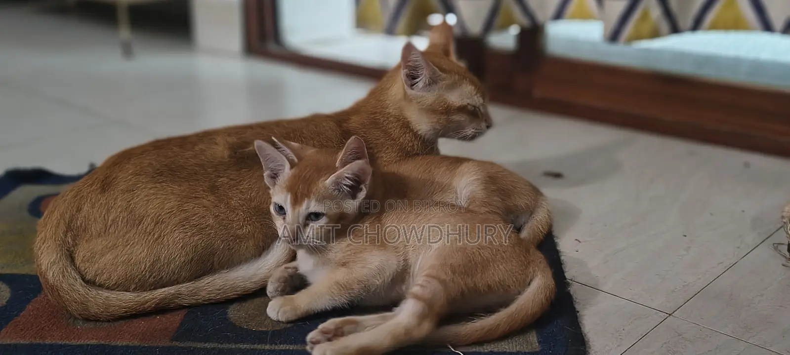 1-3 Months Male Mixed Breed Abyssinian
