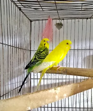 Budgerigar Bird