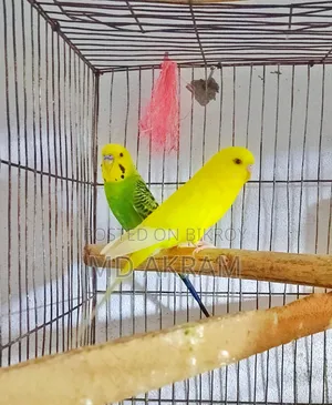 Budgerigar Bird