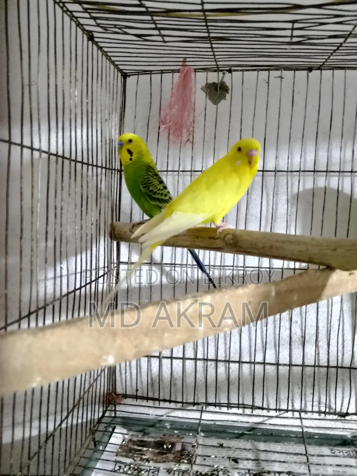Budgerigar Bird