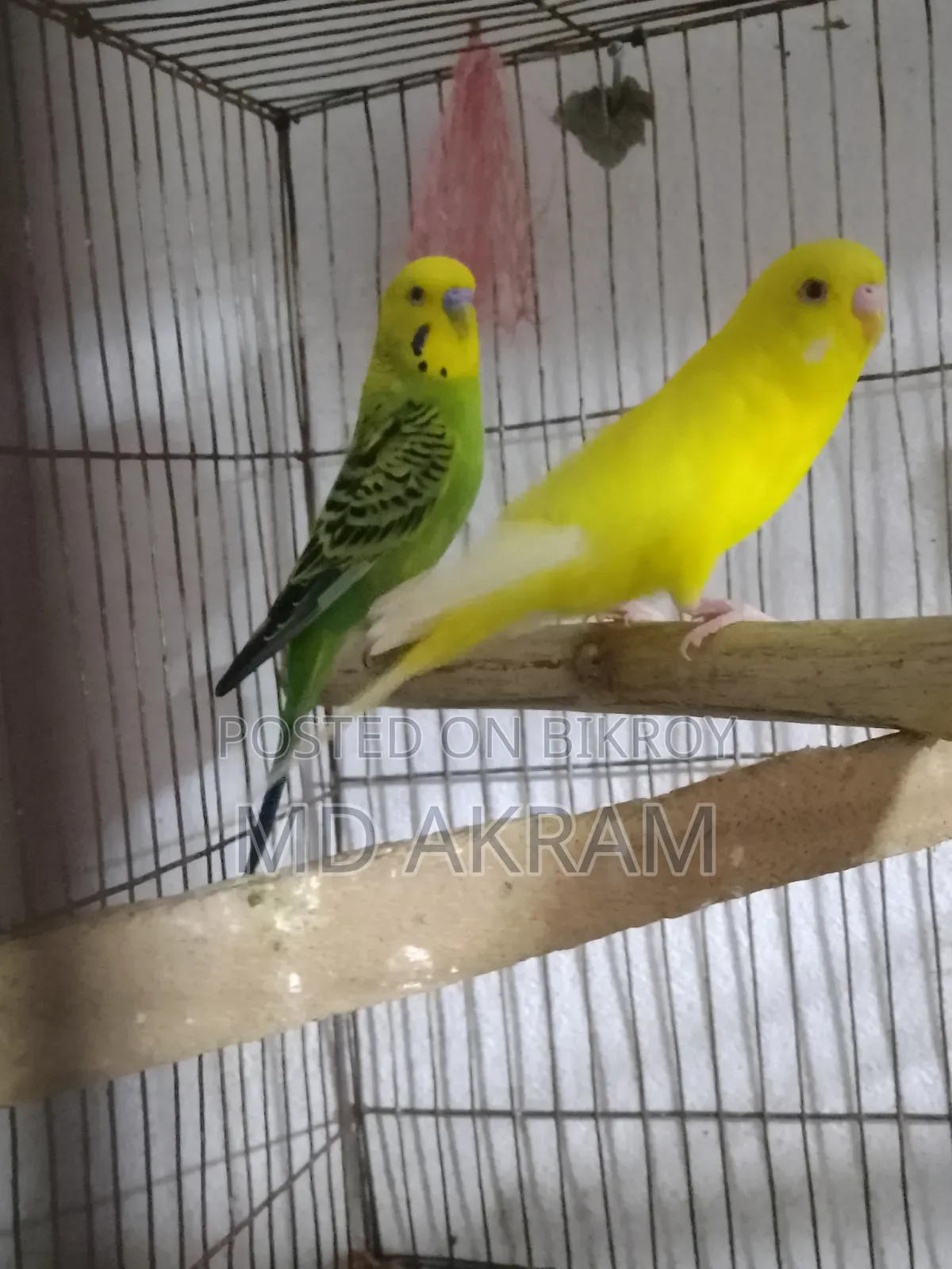 Budgerigar Bird