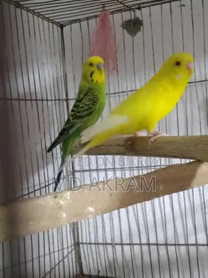 Budgerigar Bird