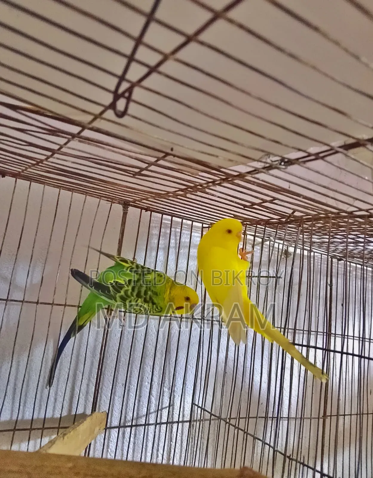 Budgerigar Bird