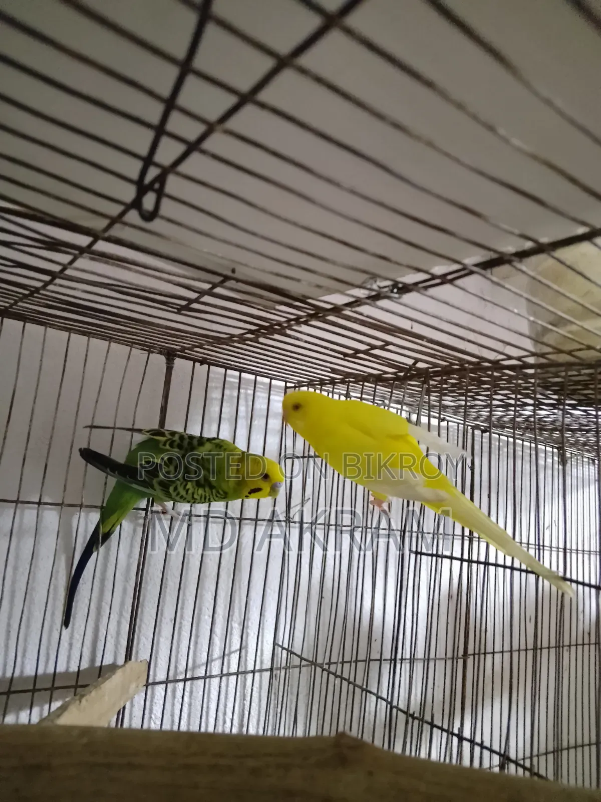 Budgerigar Bird