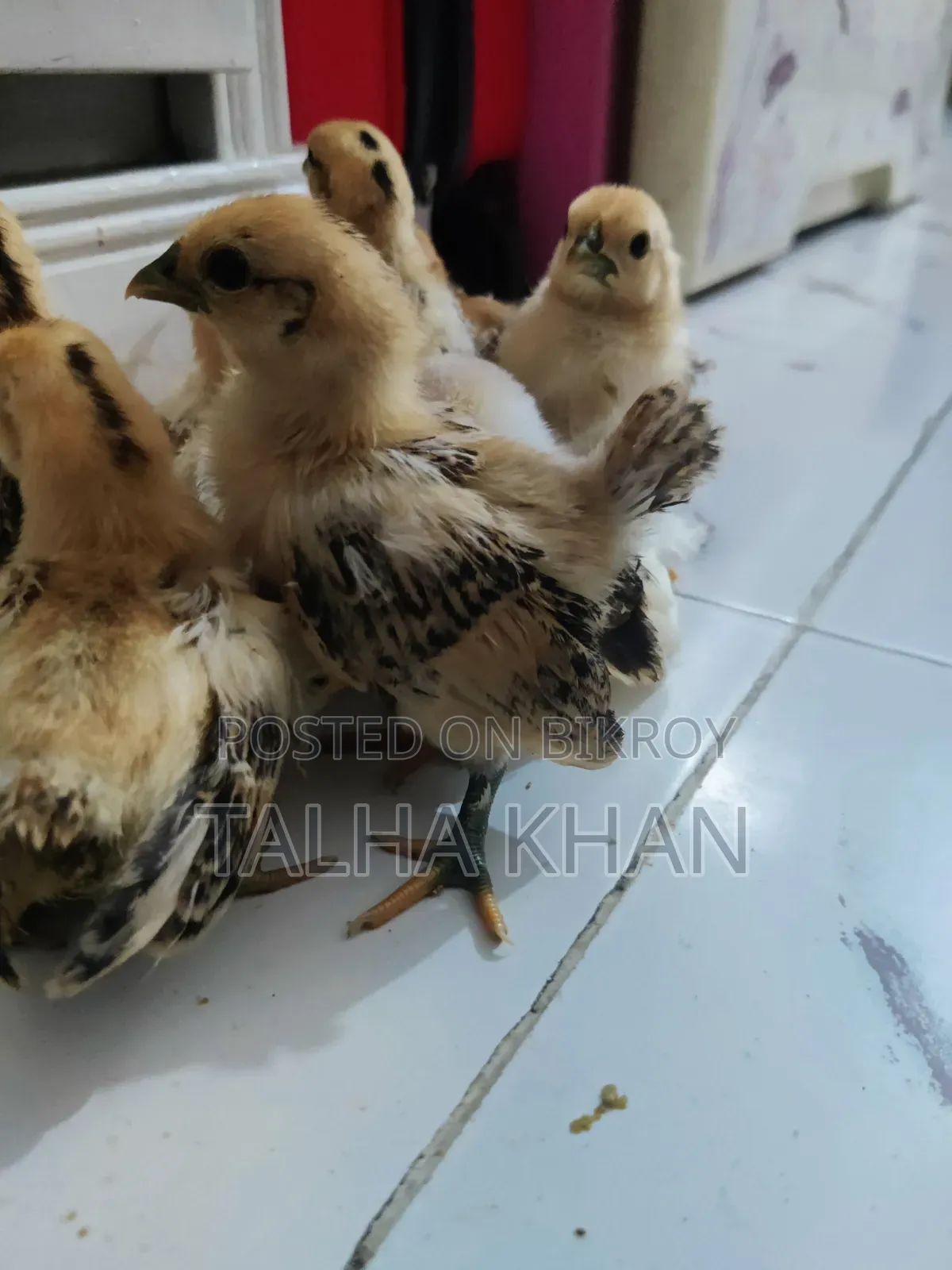 এক্সচেঞ্জ করতে চাই ,"মালোশিয়ান সেরেমা" ডিম ও বাচ্চা। সৌখিন মুরগি