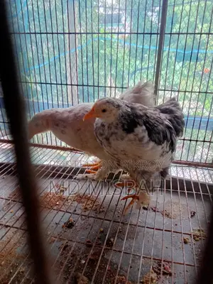 কোচিন মুরগি ২ টা
