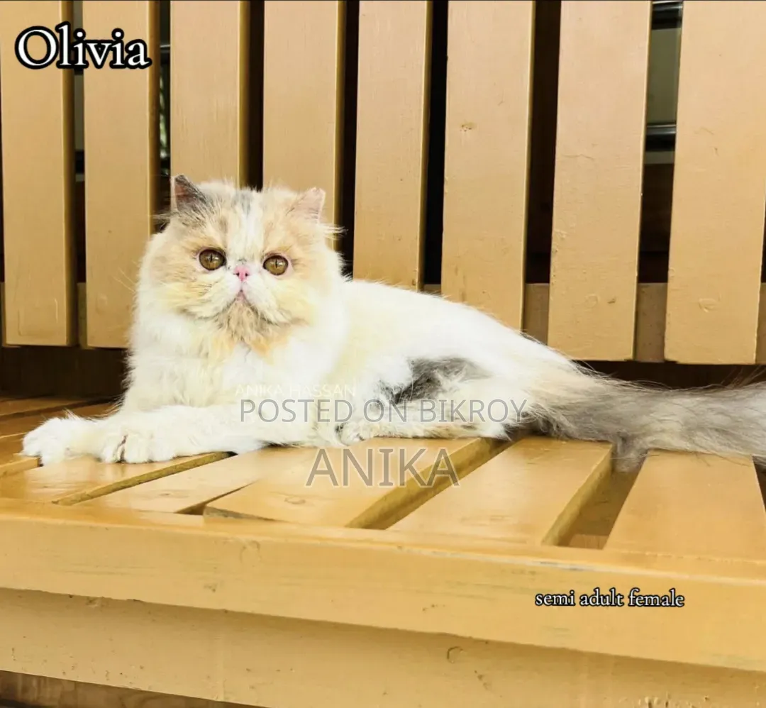 3-6 Months Female Purebred Exotic