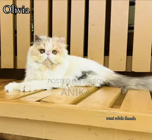3-6 Months Female Purebred Exotic