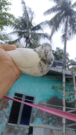 A beautiful female pigeon