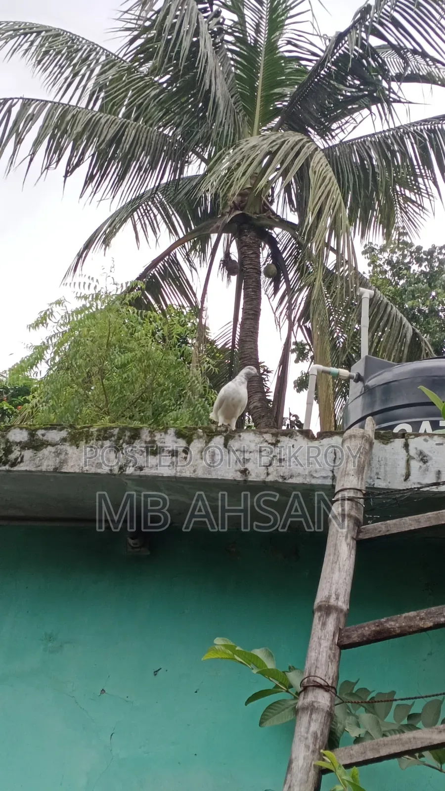 সুন্দর একটি মাদি কবুতর কি হবে