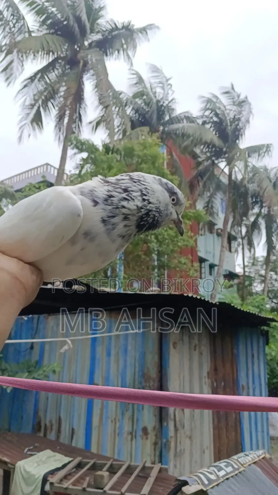 সুন্দর একটি মাদি কবুতর কি হবে