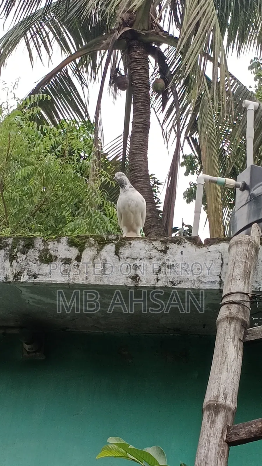 সুন্দর একটি মাদি কবুতর কি হবে