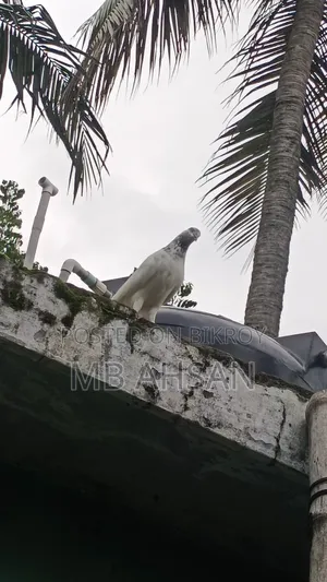 সুন্দর একটি মাদি কবুতর কি হবে