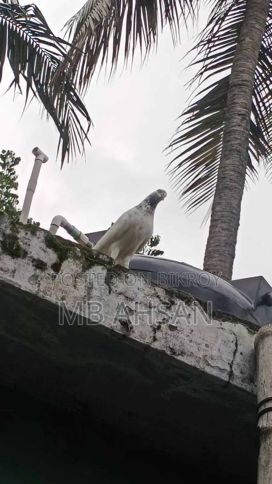 সুন্দর একটি মাদি কবুতর কি হবে