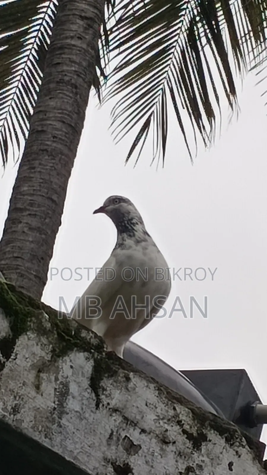 সুন্দর একটি মাদি কবুতর কি হবে