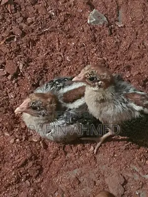 ফওমি মুরগি