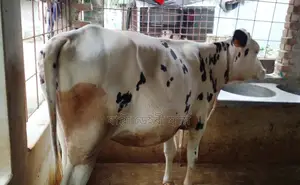 ১৩৯১ বকনা বাছুর গরু ।